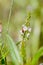 Purple Loosestrife Beetle on a Water Speedwell Flower