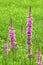Purple loosestrife at the edge of a meadow