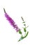 Purple Loosestrife Flower