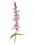Purple loosestrife flower, drawing by colored pencils