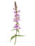 Purple loosestrife flower, drawing by colored pencils