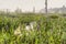 Purple Loosestrife Flowers at Brown\'s Tract Inlet