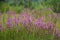 Purple Loosestrife growing alongside swamp area