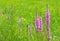 Purple loosestrife growing in a meadow