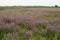 Purple Loosestrife Invasive Species