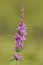 Purple Loosestrife - Lythrum salicaria