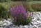 Purple Loosestrife (Lythrum salicaria)