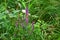 Purple Loosestrife - Lythrum salicaria, Suffolk, England, UK