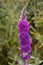 Purple Loosestrife, Lythrum virgatum, flowering near Padstow in Cornwall