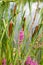 Purple loosestrife and Typha spikes