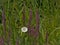 Purple loosestrife and white bind weed flower and green reed