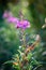 Purple Loosestrife Wildflower