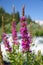 Purple Loosestrife - Wildflowers