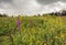 Purple Loosestrife and yellow flowering Common Fleabane in a nature reserve