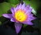 A Purple Lotus