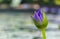 Purple lotus as spark for the background bokeh Flowers for the worship of God in the days of religion