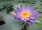 Purple lotus as spark for the background bokeh Flowers for the worship of God in the days of religion