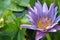 Purple lotus beautiful lotus flower