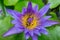 Purple lotus bee swarm