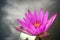 Purple lotus blooming in a pound. Aquatic plant. Tropical flower. Nature background with copy space.