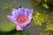 Purple lotus in Buddhism