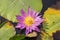 Purple Lotus. Colorful blooming purple water lily with bee