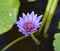 Purple Lotus Flower