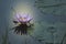 Purple lotus flower and light