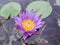 Purple lotus flower in the pond