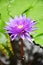 Purple Lotus flower or Waterlily