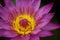 Purple Lotus flower, waterlily. nature
