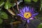 Purple lotus flowers