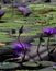 Purple lotus flowers blooming in a Japanese pond.