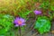 The purple lotus is planted in the pond and is well cared for in the beautiful yellow lotus flower botanical garden.