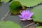 A purple lotus stands  above the water