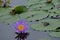 A purple lotus touchs upon water face in a vast pond