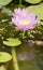 Purple lotus water lily flower and reflection blooming in water