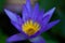 Purple lotus, yellow pollen in the pond