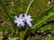 Purple lucile`s glory-of-the-snow, chionodoxa luciliae, blooming in spring, macro, selective focus, shallow DOF