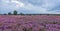 Purple Lueneburg Heath in the Evening