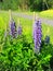 Purple lupin