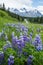 Purple Lupin blooming in Spring in the Delta Mountains of Alaska