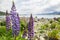 Purple lupin flower in autumn in Tekapo, New Zealand