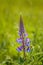 Purple Lupin flower and Bumble Bee, in green field, backit by warm hazy morning sunlight.