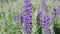 Purple lupin flower close-up. Camera movement from top to bottom. Spring landscape, meadow grasses and flowers sway in