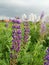 Purple lupin flower, Lupinus wolf bean