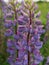 Purple Lupin Flower, Lupinus wolf bean