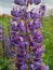 Purple Lupin Flower, Lupinus wolf bean