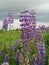 Purple Lupin flower, Wolf Bean Lupinus