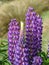 Purple lupin flowers